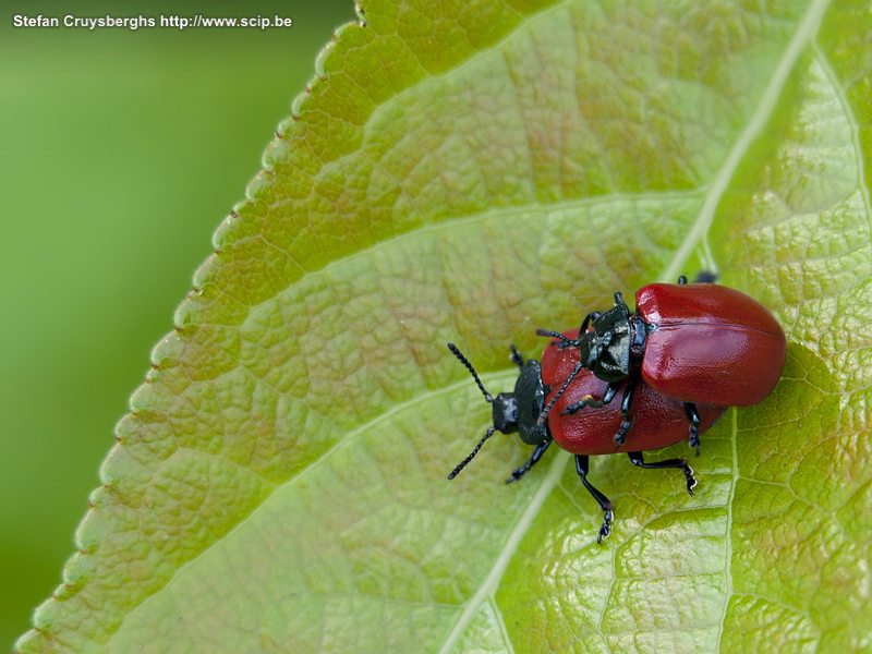 Insects - Scarlet lily beetles Some macro photos of dragonflies, beetles and grashoppers. Stefan Cruysberghs